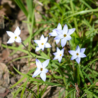 Frühlingszwiebeln - Frühlingssterne 'Wisley Blue' - Ipheion uniflorum 'wisley blue'