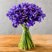 Holländische Schwertlilien 'Purple Sensation' - Iris 'Purple Sensation' - Bakker