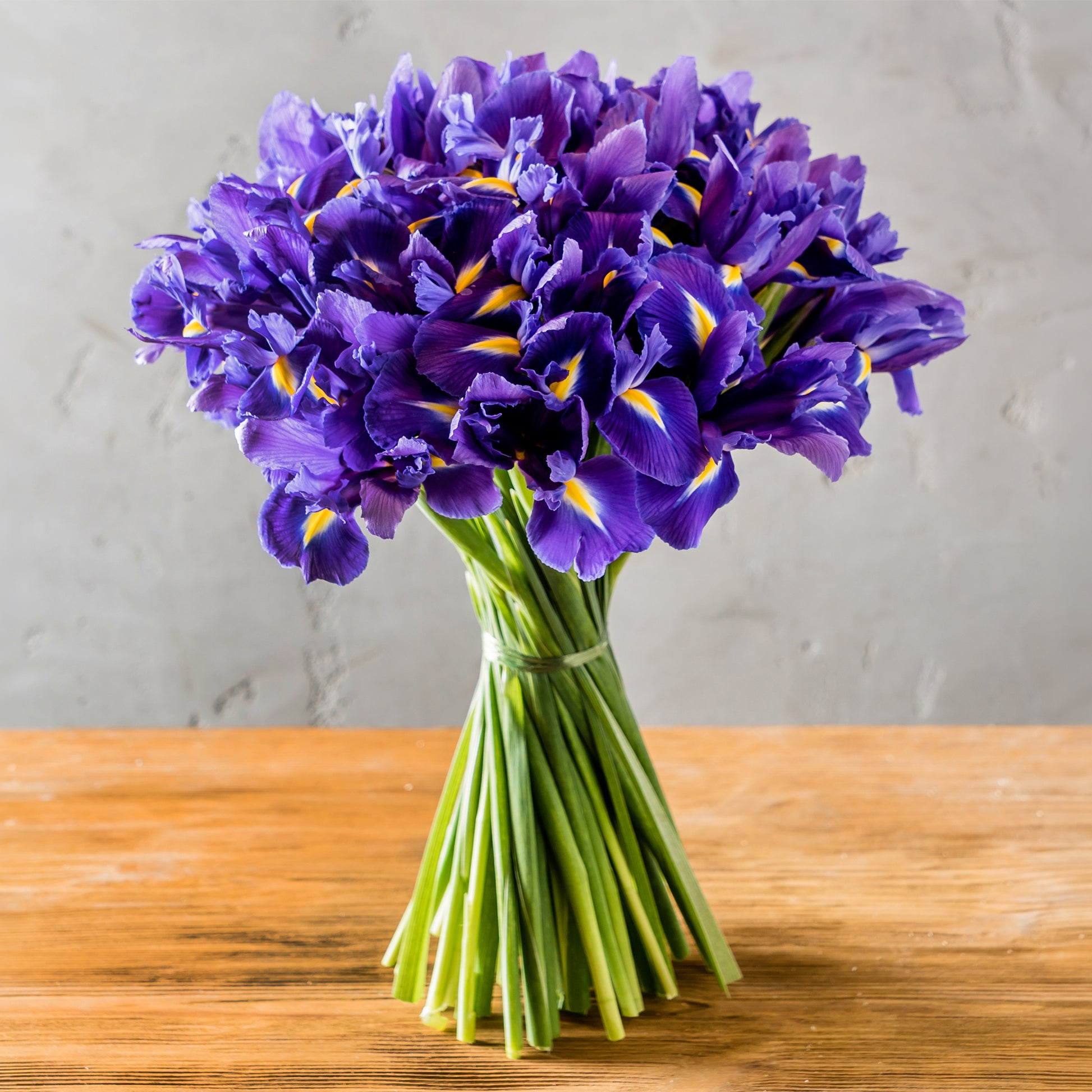 Holländische Schwertlilien 'Purple Sensation' - Iris 'Purple Sensation' - Bakker