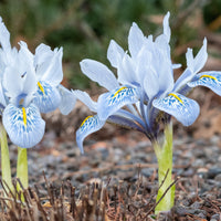 Netziris 'Katherine Hodgkin' - Iris reticulata katharina hodgkin - Blumenzwiebeln Frühlingsblüher