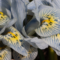 Netziris 'Katherine Hodgkin' - Iris reticulata katharina hodgkin - Iris