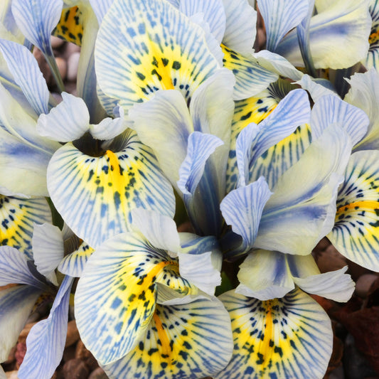 Netziris 'Katherine Hodgkin' - Iris reticulata katharina hodgkin - Blumenzwiebeln