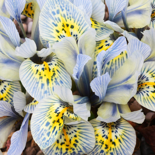 Netziris 'Katherine Hodgkin' (x10) - Bakker