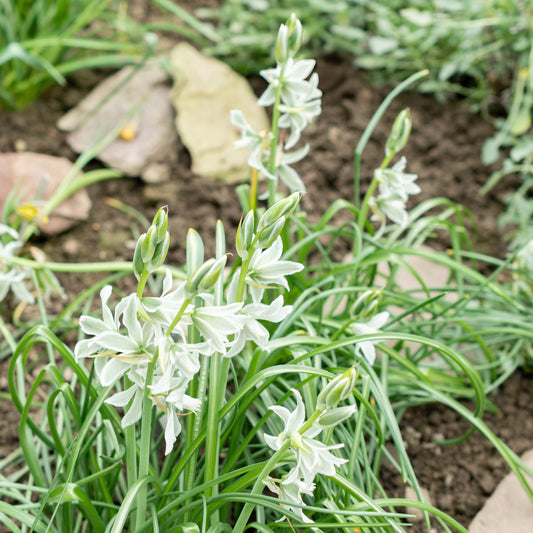 Ornithogalum Saundersiae - Bakker