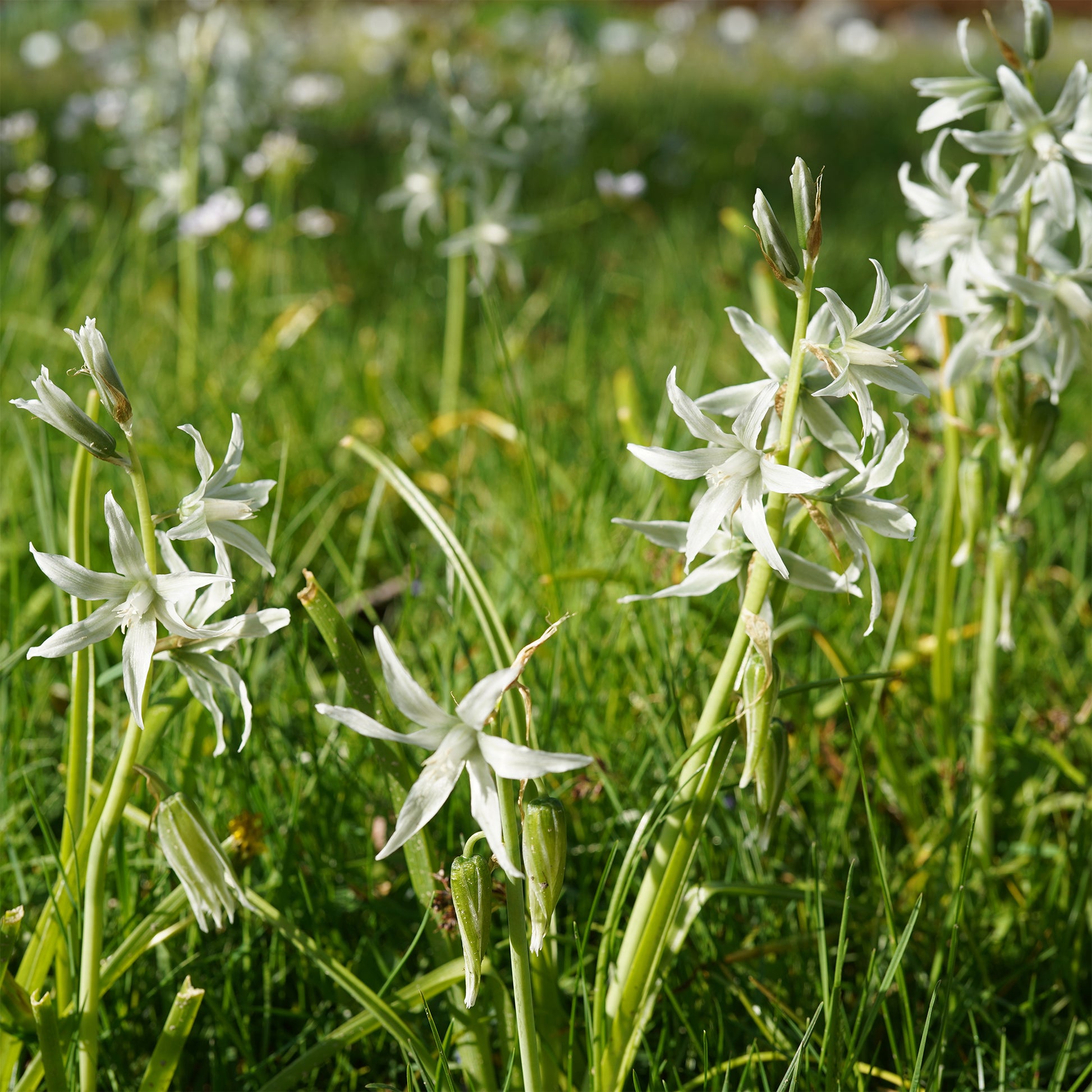 Frühlingszwiebeln - Verkümmerte Sternhyazinthen - Ornithogalum nutans