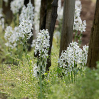 Verkümmerte Sternhyazinthen - Ornithogalum nutans - Bakker