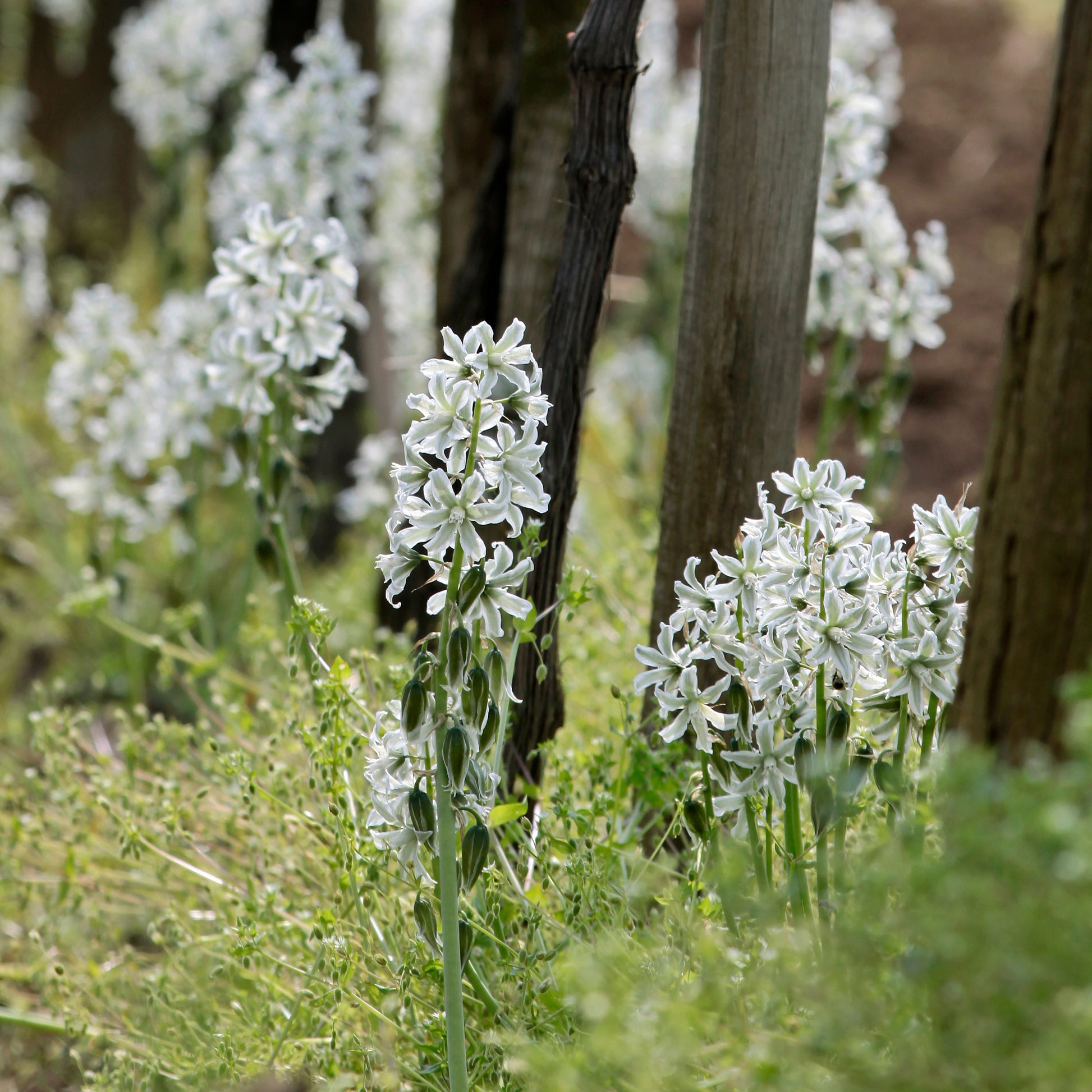 Verkümmerte Sternhyazinthen - Ornithogalum nutans - Bakker