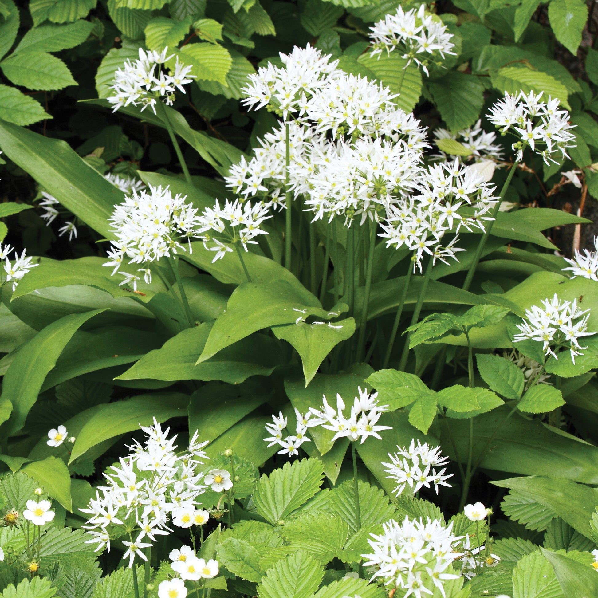 Bärlauch - Allium ursinum - Bakker