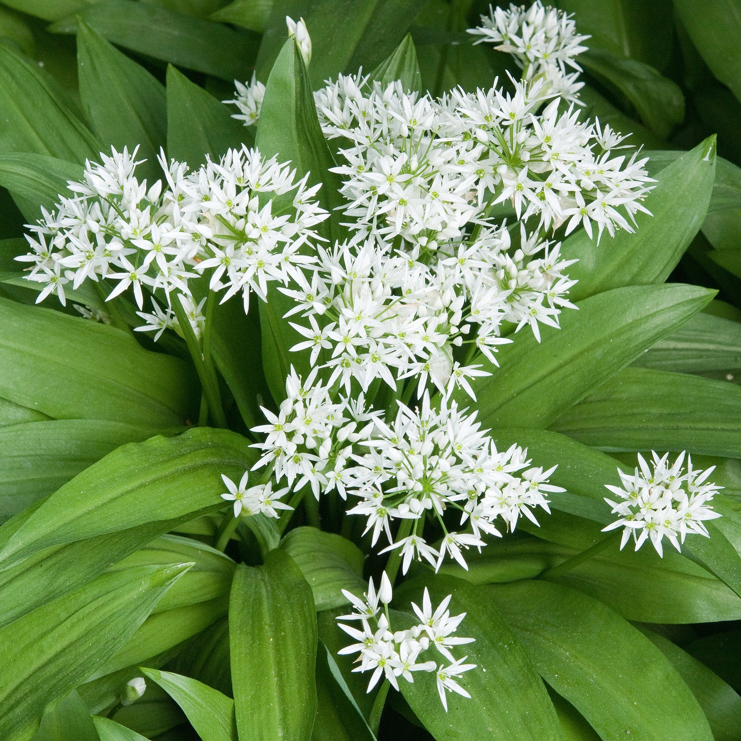 Allium ursinum - Bärlauch