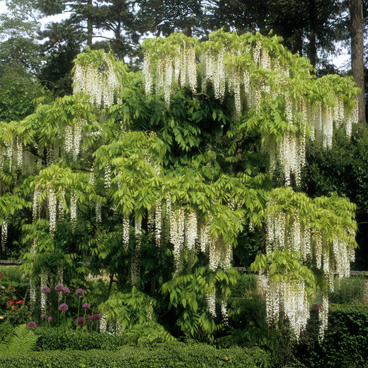 Weißer Blauregen Alba auf Stamm - Bakker