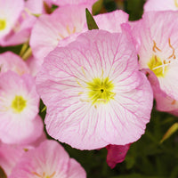 Nachtkerze Siskiyou Pink (x2) - Bakker