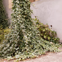 Efeu ‘Goldchild’ - Hedera helix Goldchild - Bakker