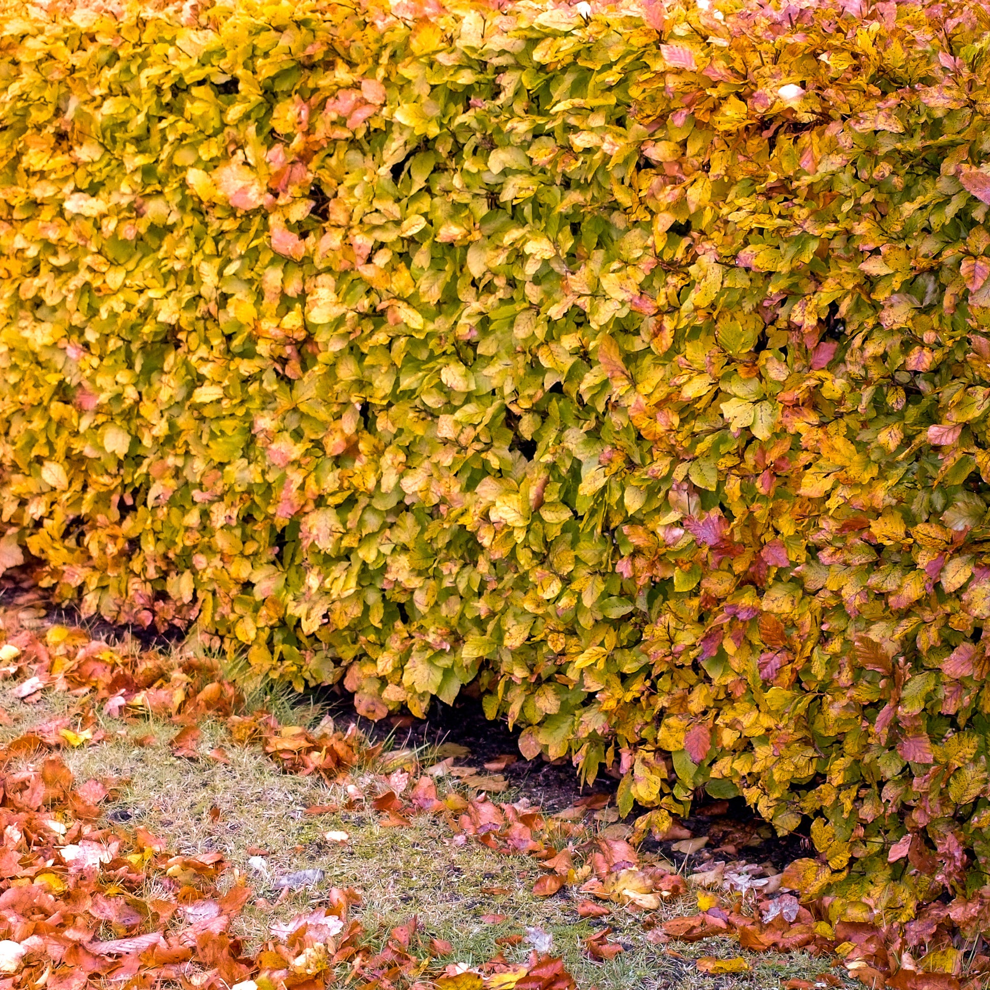 Fagus sylvatica - Rotbuche #1 - Hainbuchen und Hornbäume