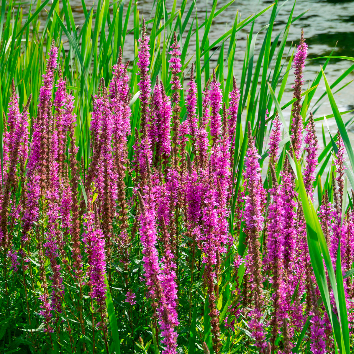 Alle Teichpflanzen - Blutweiderich - Lythrum salicaria