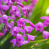 Bletilla (Hyazinthen-Orchidee) - Bletilla striata - Bakker