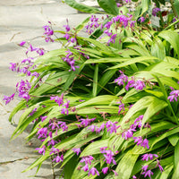 Bletilla (Hyazinthen-Orchidee) - Bakker