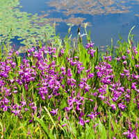 Bletilla striata - Bletilla (Hyazinthen-Orchidee) - Alle Teichpflanzen