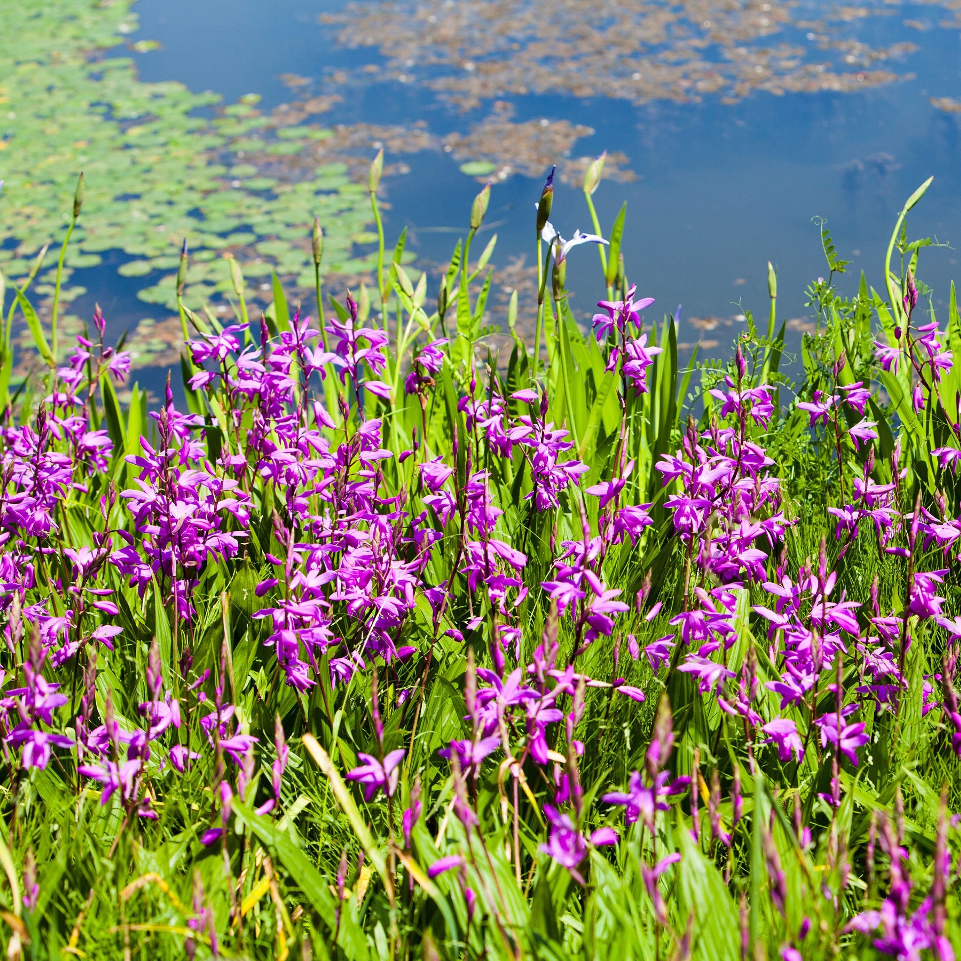 Bletilla striata - Bletilla (Hyazinthen-Orchidee) - Alle Teichpflanzen
