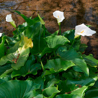 Calla weiß - Bakker