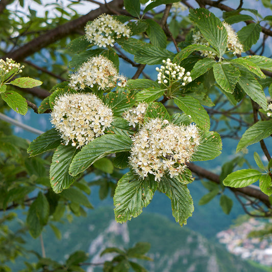 Wolliger Schneeball - Bakker