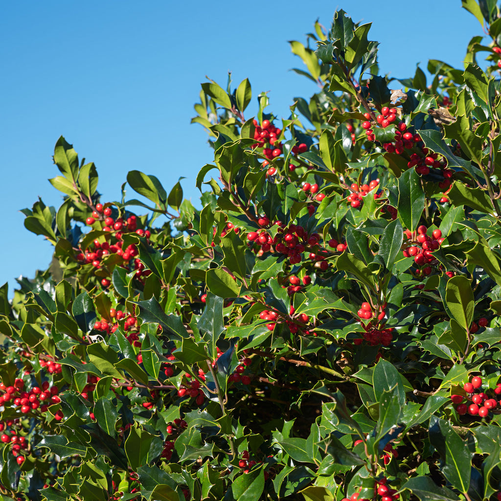 Stechpalme - Ilex aquifolium