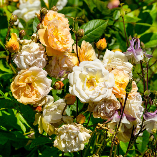 Rose Ghislaine de Féligonde - Bakker