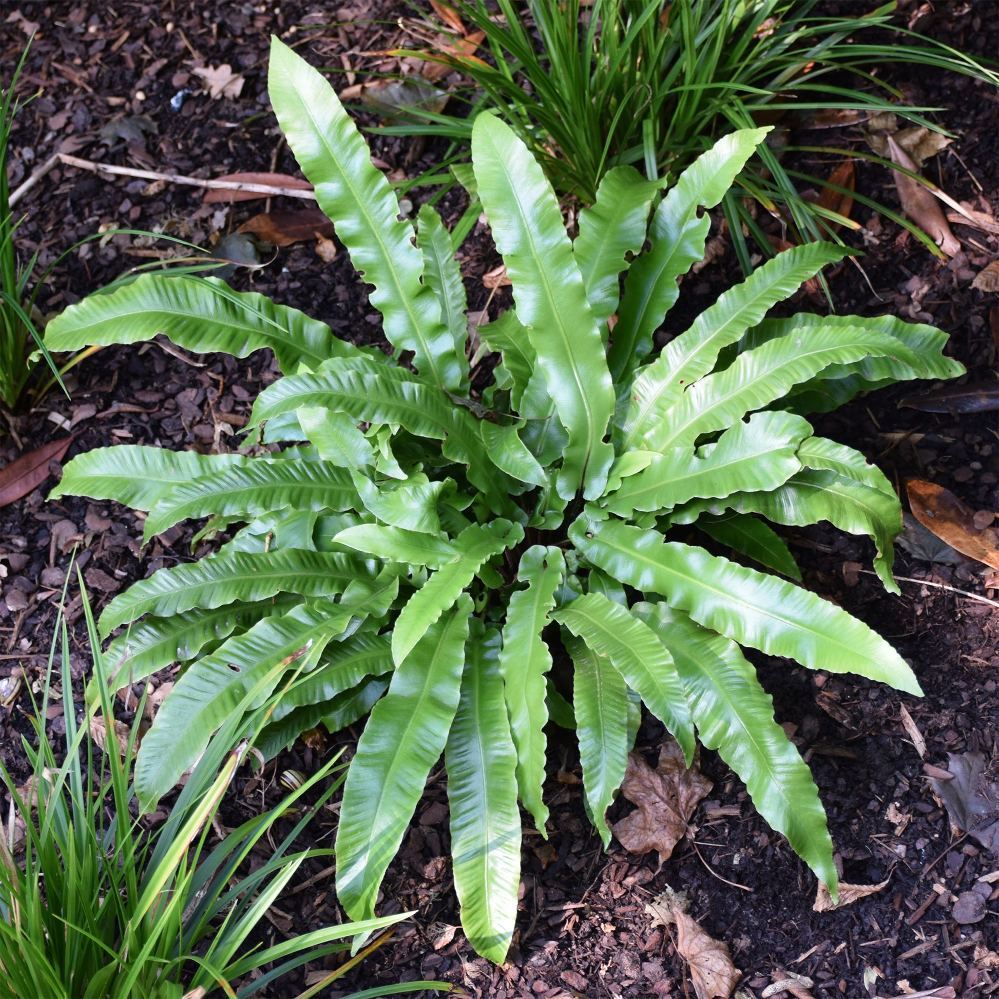 Zungenfarn Asplenium scolopendrium - Bakker