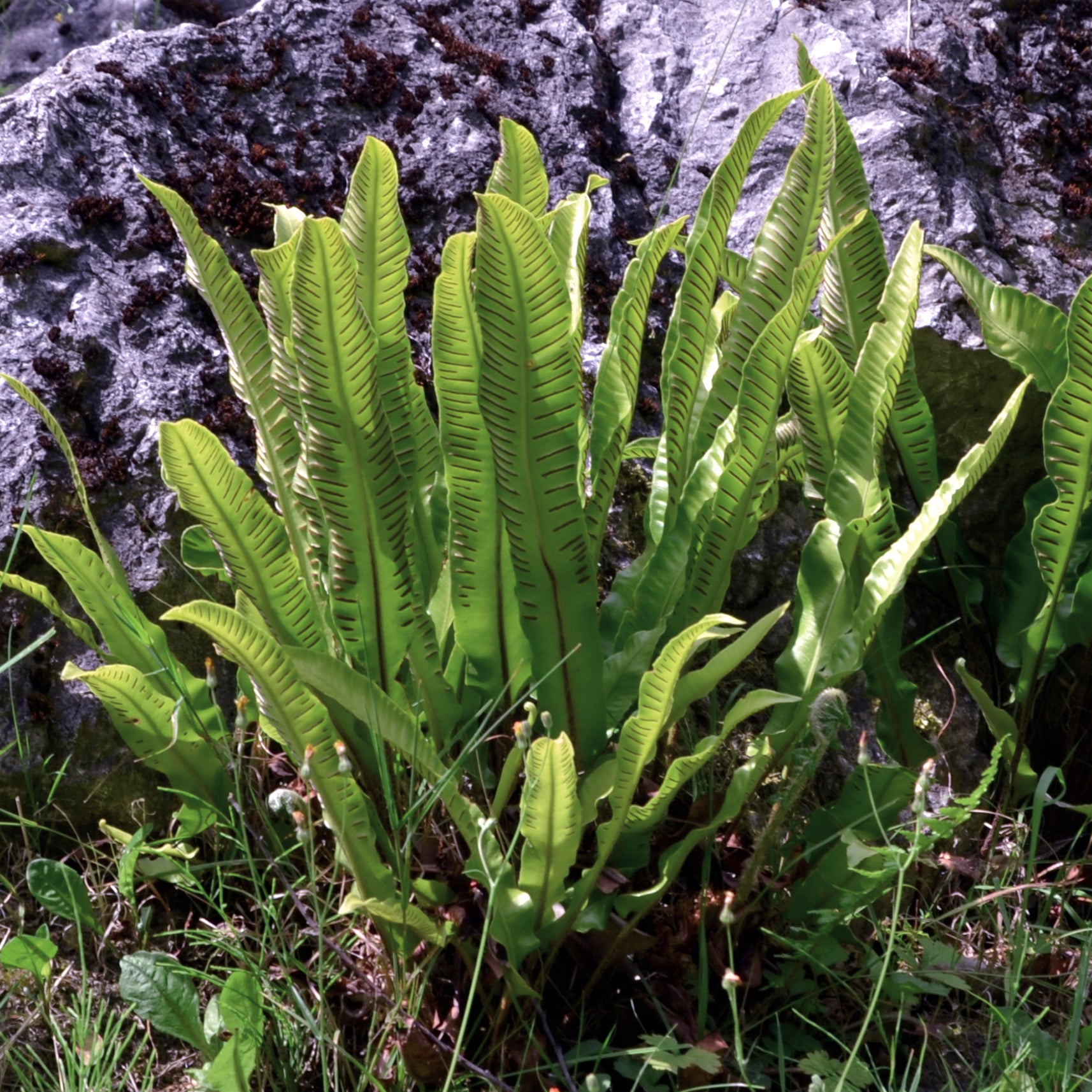 Asplenium scolopendrium - Zungenfarn Asplenium scolopendrium - Stauden