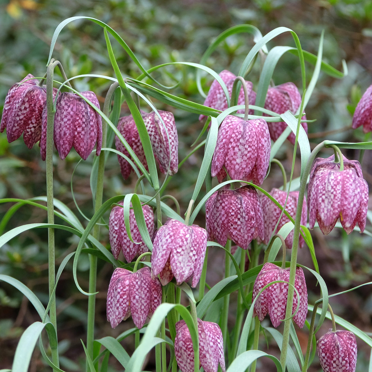 Schachblumen Mischung (x30)