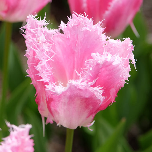 Gefranste Tulpe Huis ten Bosch (x20)
