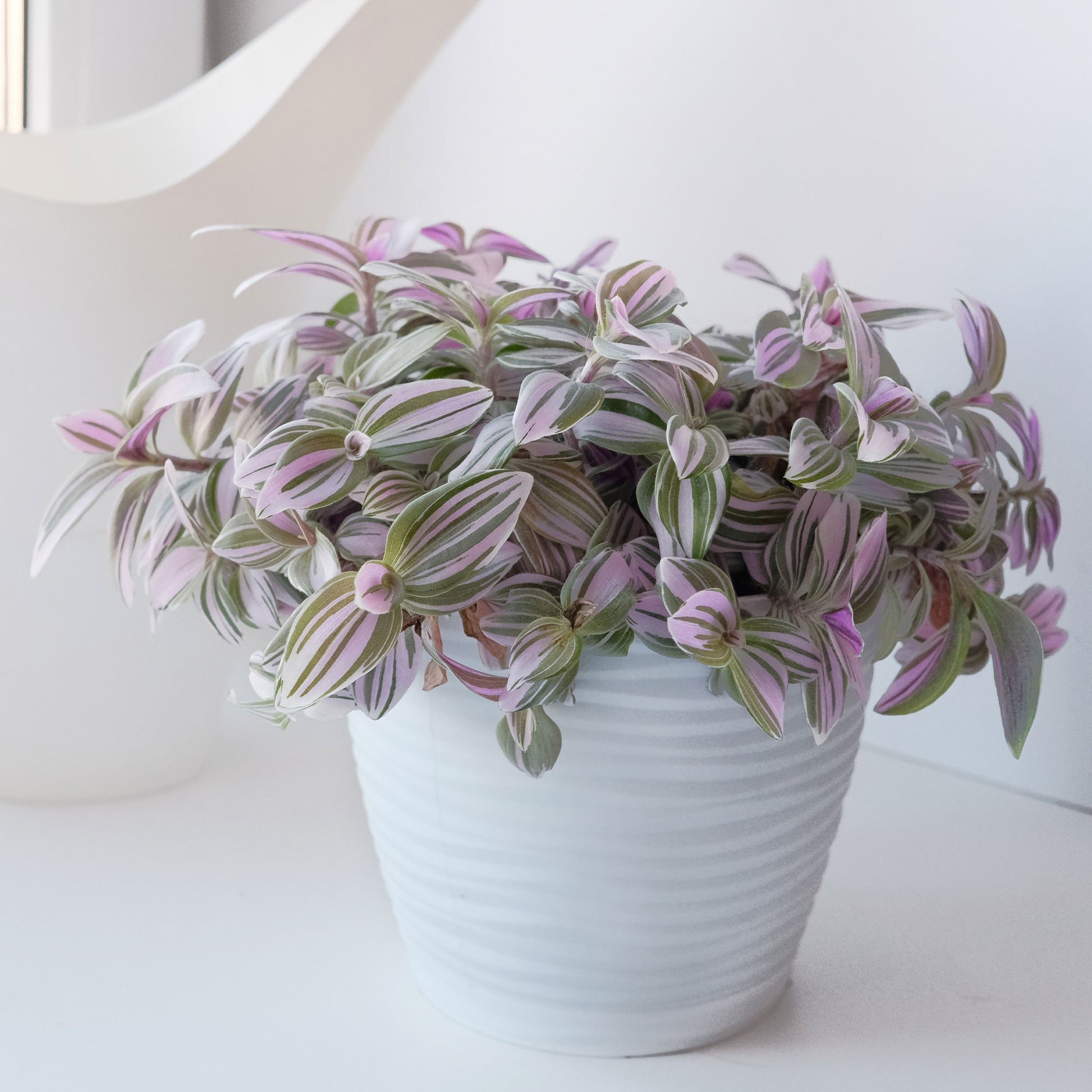 Tradescantia 'Nanouk' weiß blühend - Tradescantia Nanouk
