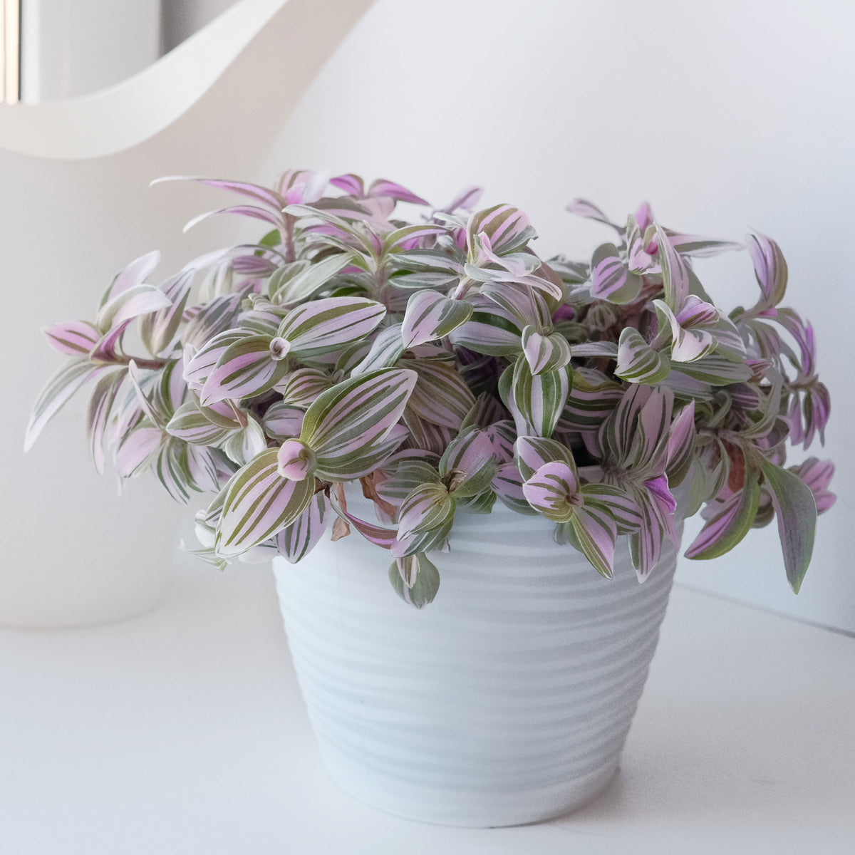 Tradescantia ‘Nanouk’ weiß blühend - Bakker