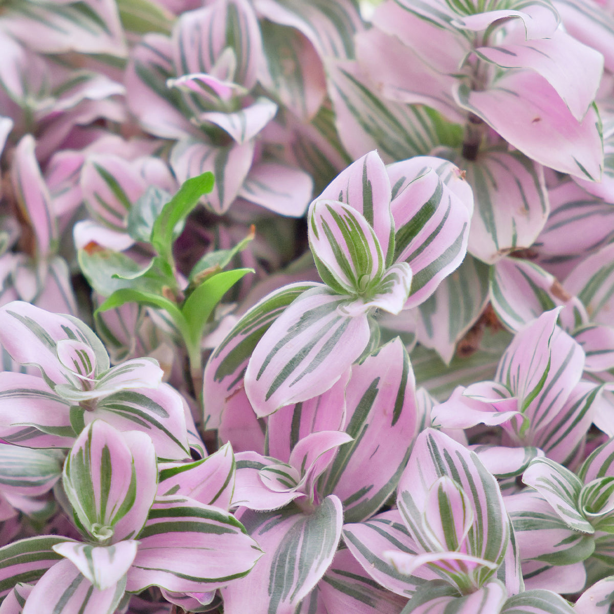 Tradescantia ‘Nanouk’ weiß blühend - Tradescantia Nanouk - Bakker