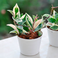 Wachsblume ‘Krimson Queen’ - Hoya carnosa Krimson Queen - Bakker