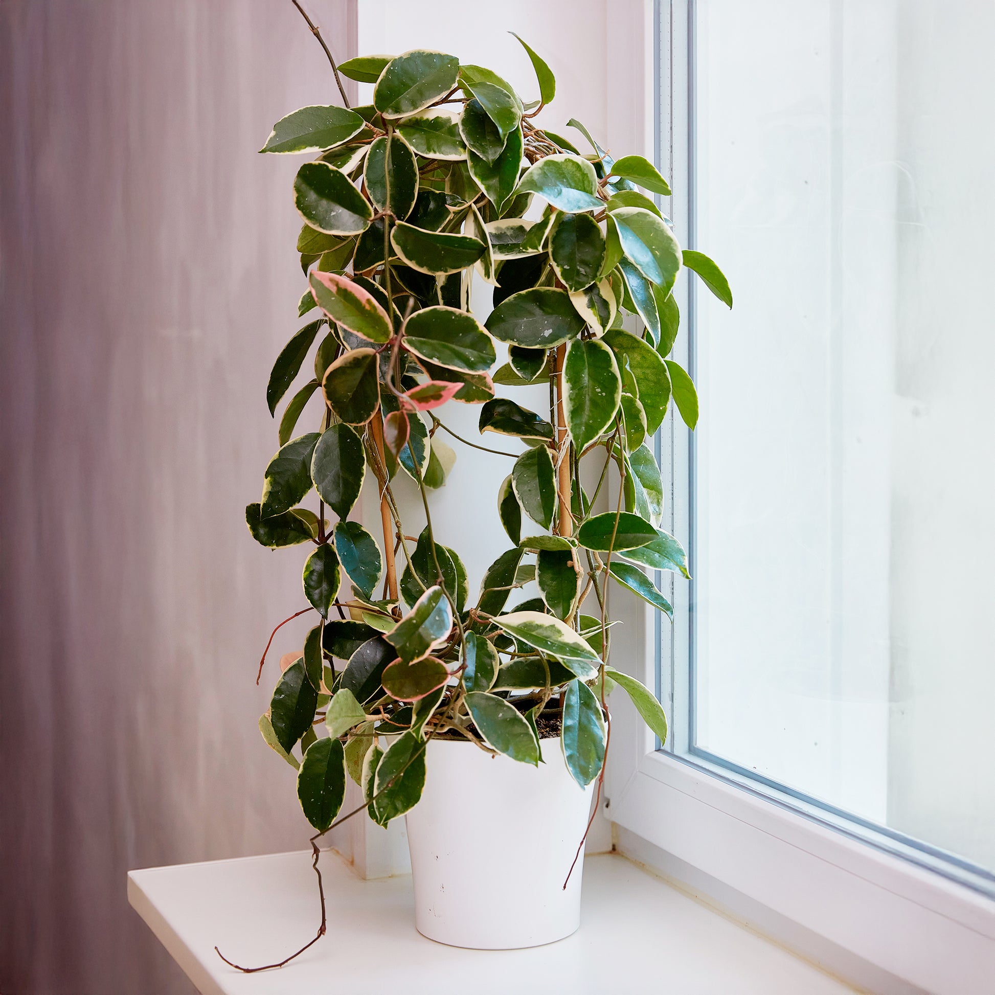 Hoya carnosa Krimson Queen - Wachsblume ‘Krimson Queen’ - Hängende Zimmerpflanzen