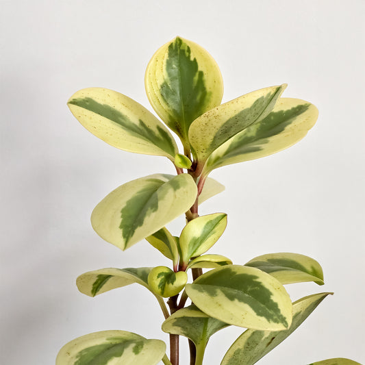 Zweifarbige Peperomie Obtipan - Bakker