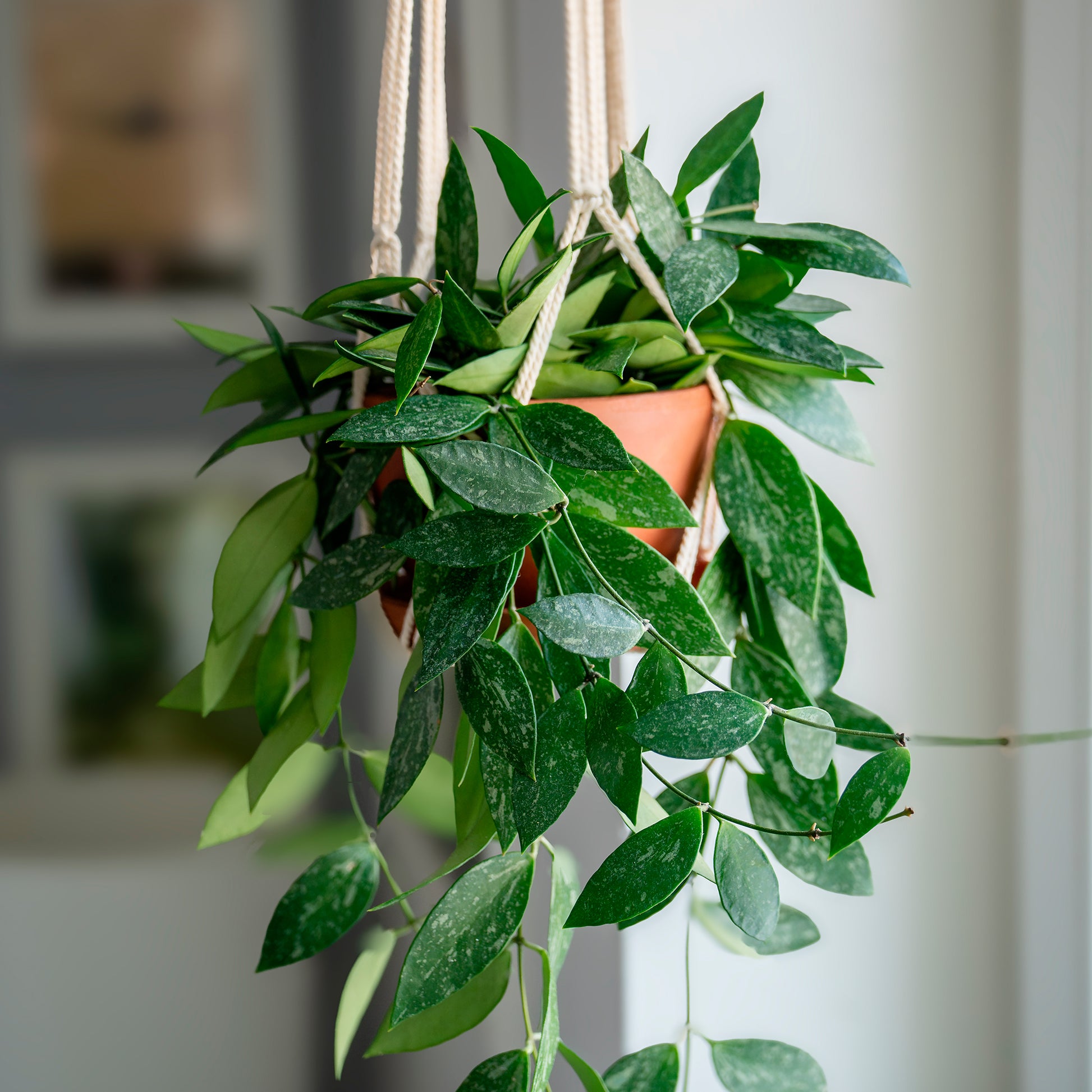Hoya ‘Gracilis’ - Bakker