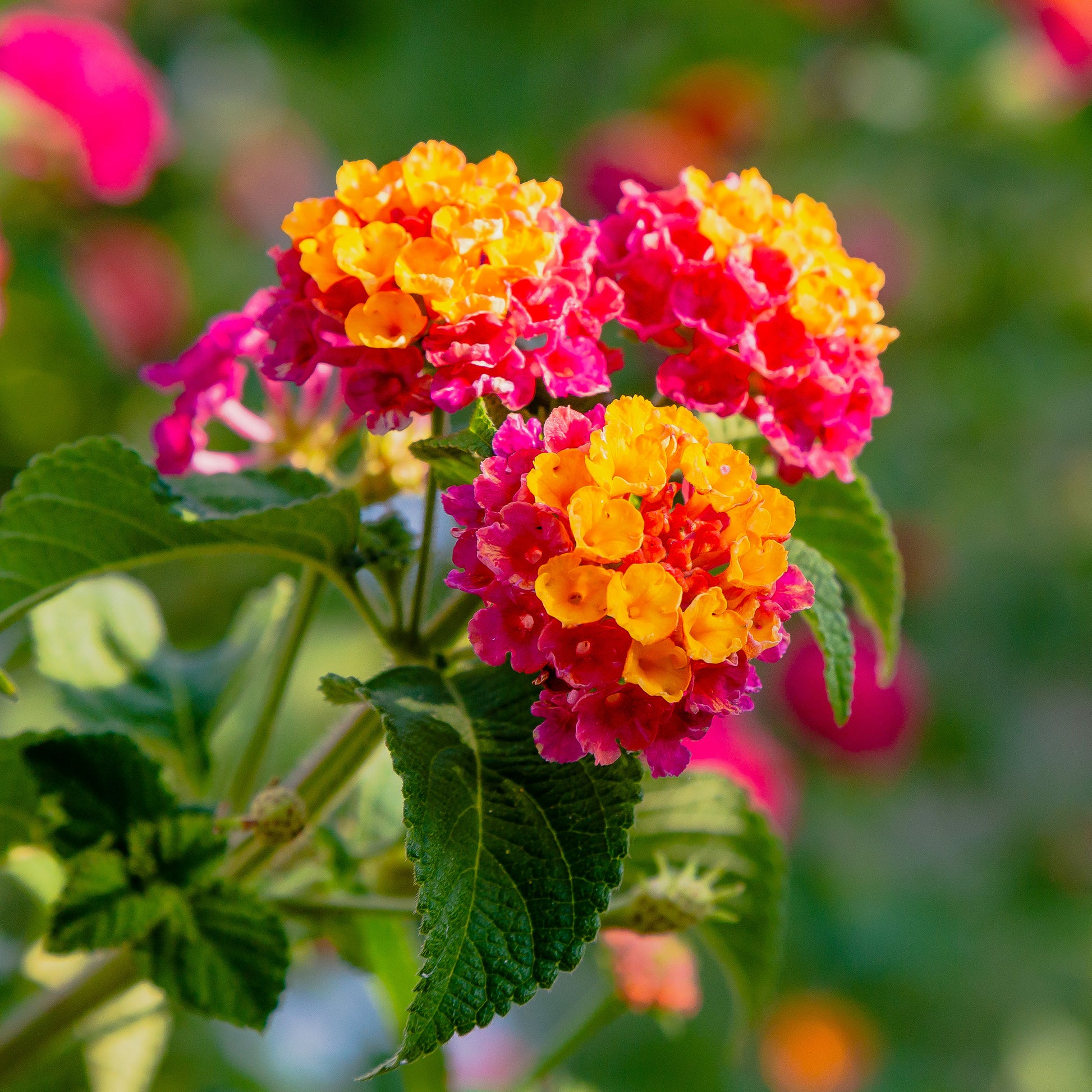 Lantana Passionfruit - 3 Lantana Passionsfrucht - Blumen für Terrasse und Balkon