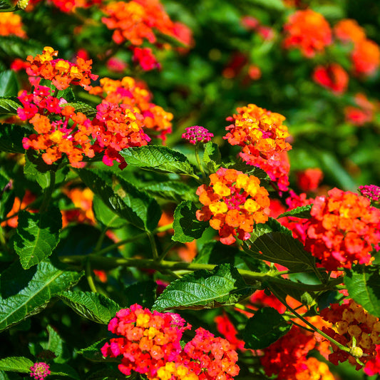 3 Lantana Passionsfrucht - Bakker