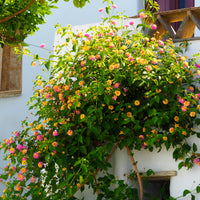 Verkauf Lantane 'Passionfruit' (x3)