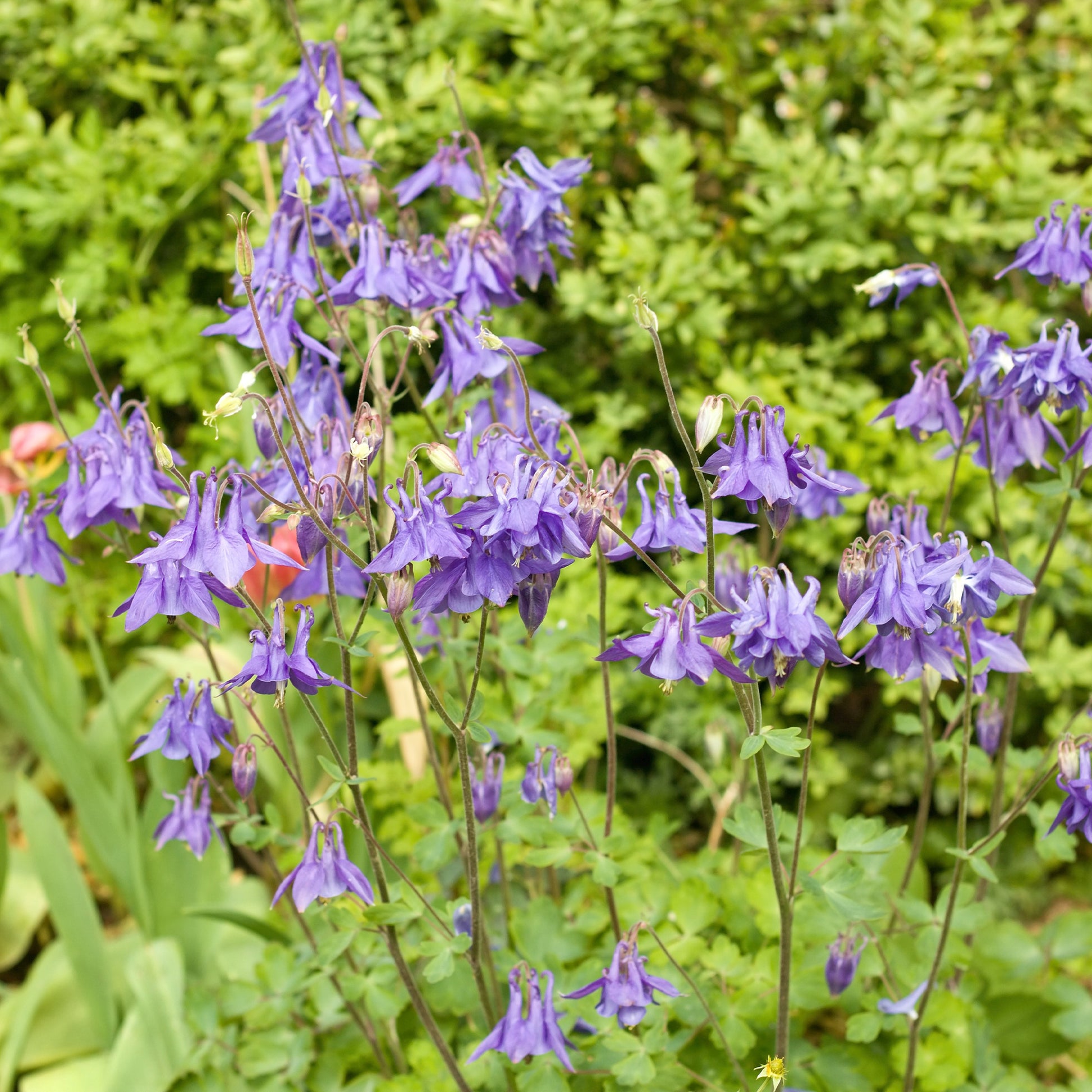Kurzspornige Akelei - Aquilegia vulgaris - Bakker