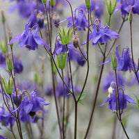 Aquilegia vulgaris - Kurzspornige Akelei - Akelei