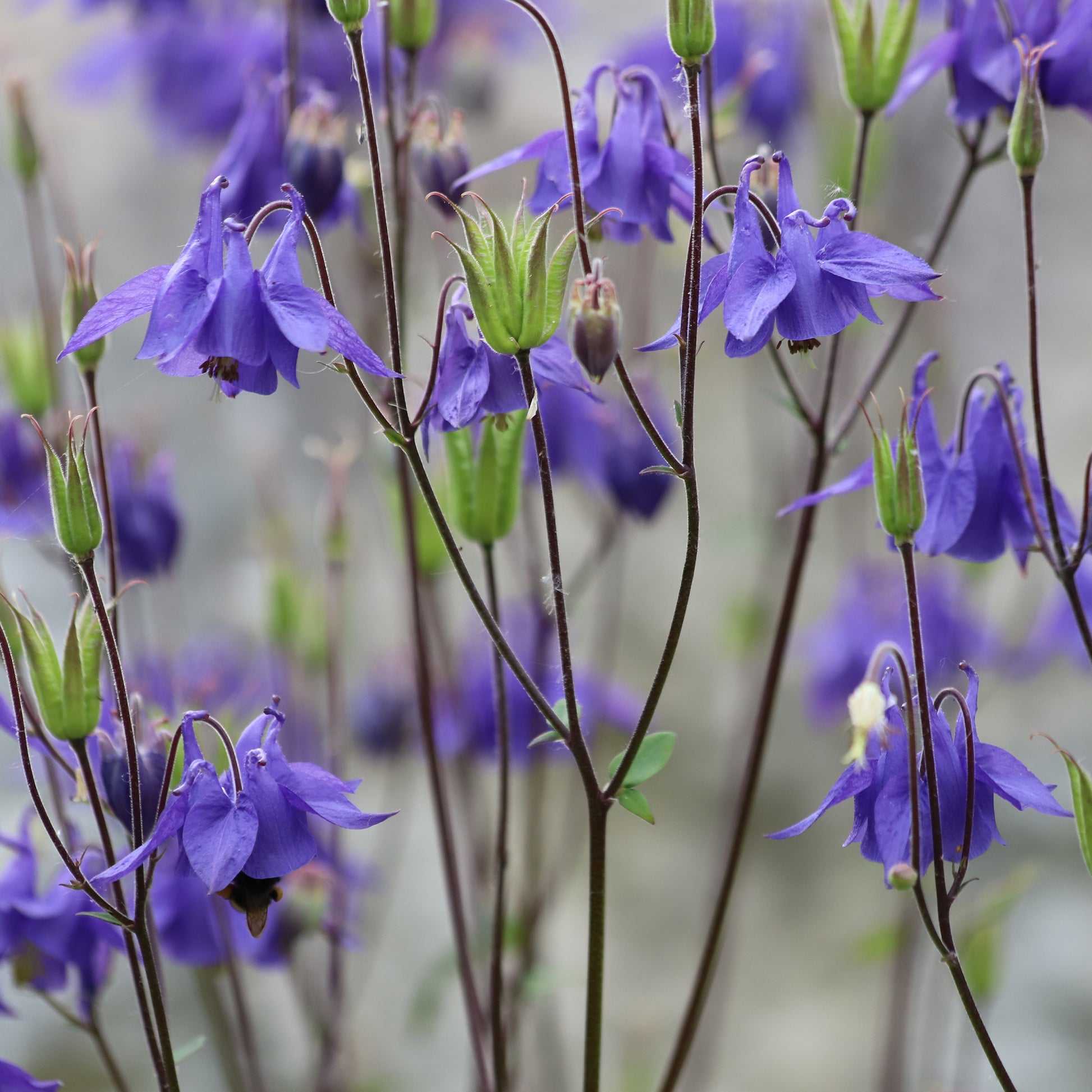 Aquilegia vulgaris - Kurzspornige Akelei - Akelei