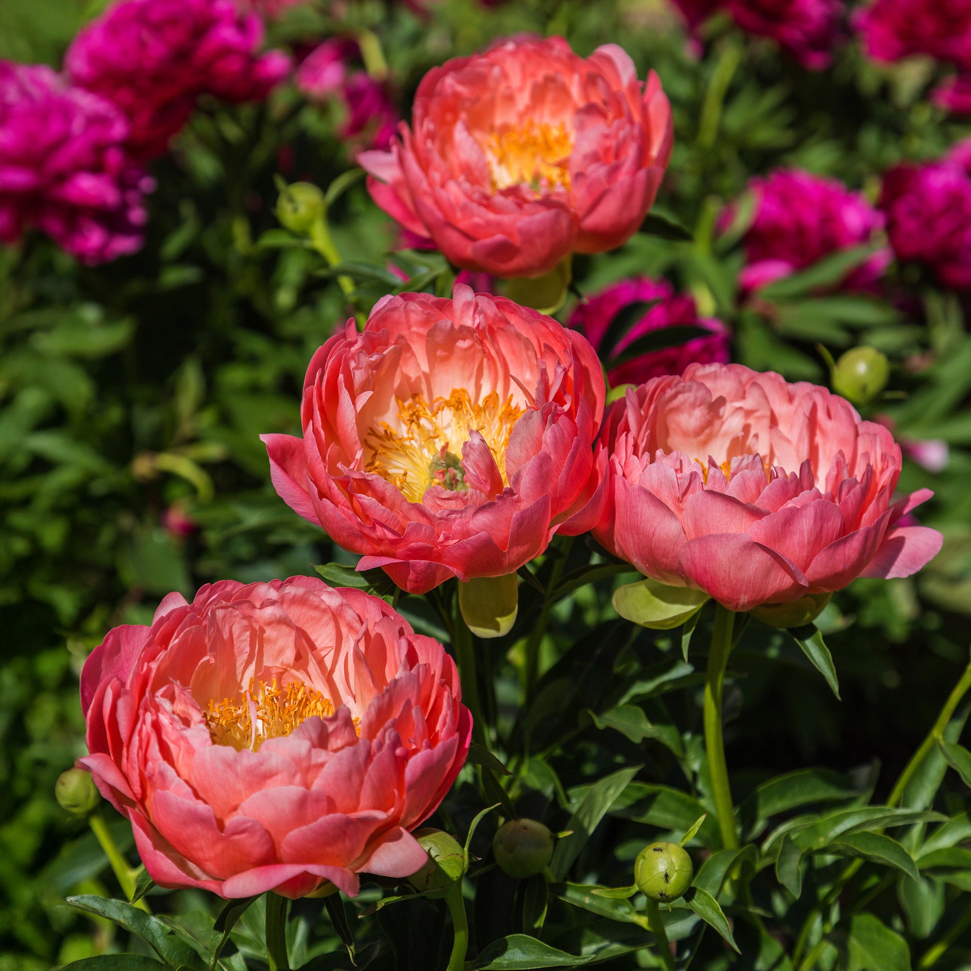 Pfingstrose Coral Charm - Paeonia lactiflora Coral Charm - Bakker
