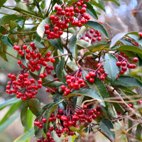 Verkauf Gekerbte Spitzblume (Christmas berry) - Ardisia crenata