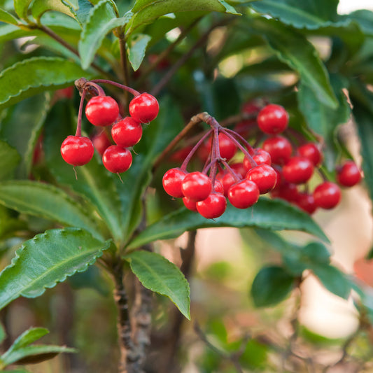 Gekerbte Spitzblume (Christmas berry)