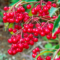 Blühende Zimmerpflanzen - Gekerbte Spitzblume (Christmas berry) - Ardisia crenata