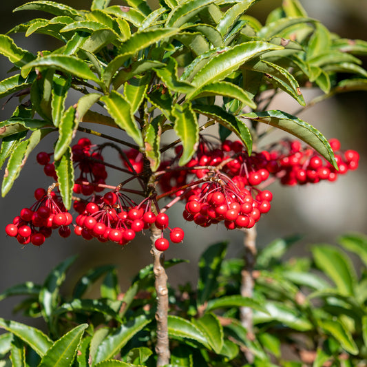 Gekerbte Spitzblume (Christmas berry)