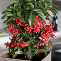 Gekerbte Spitzblume (Christmas berry) - Ardisia crenata - Bakker