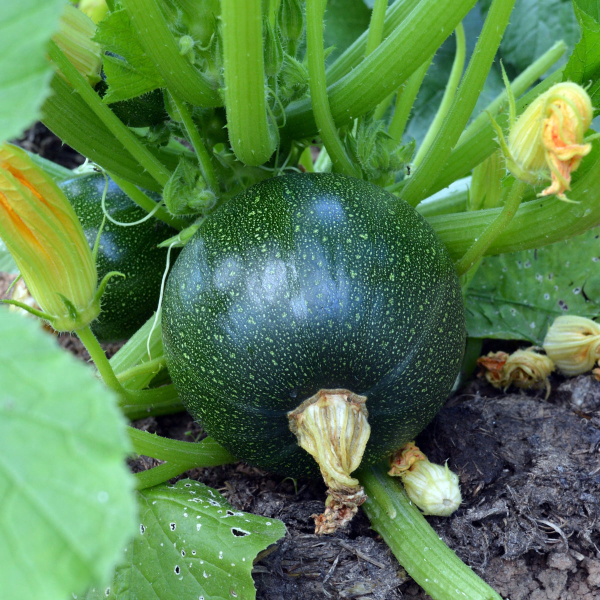 Samen für Zucchini - Zucchini Eight Ball F1 - Cucurbita pepo